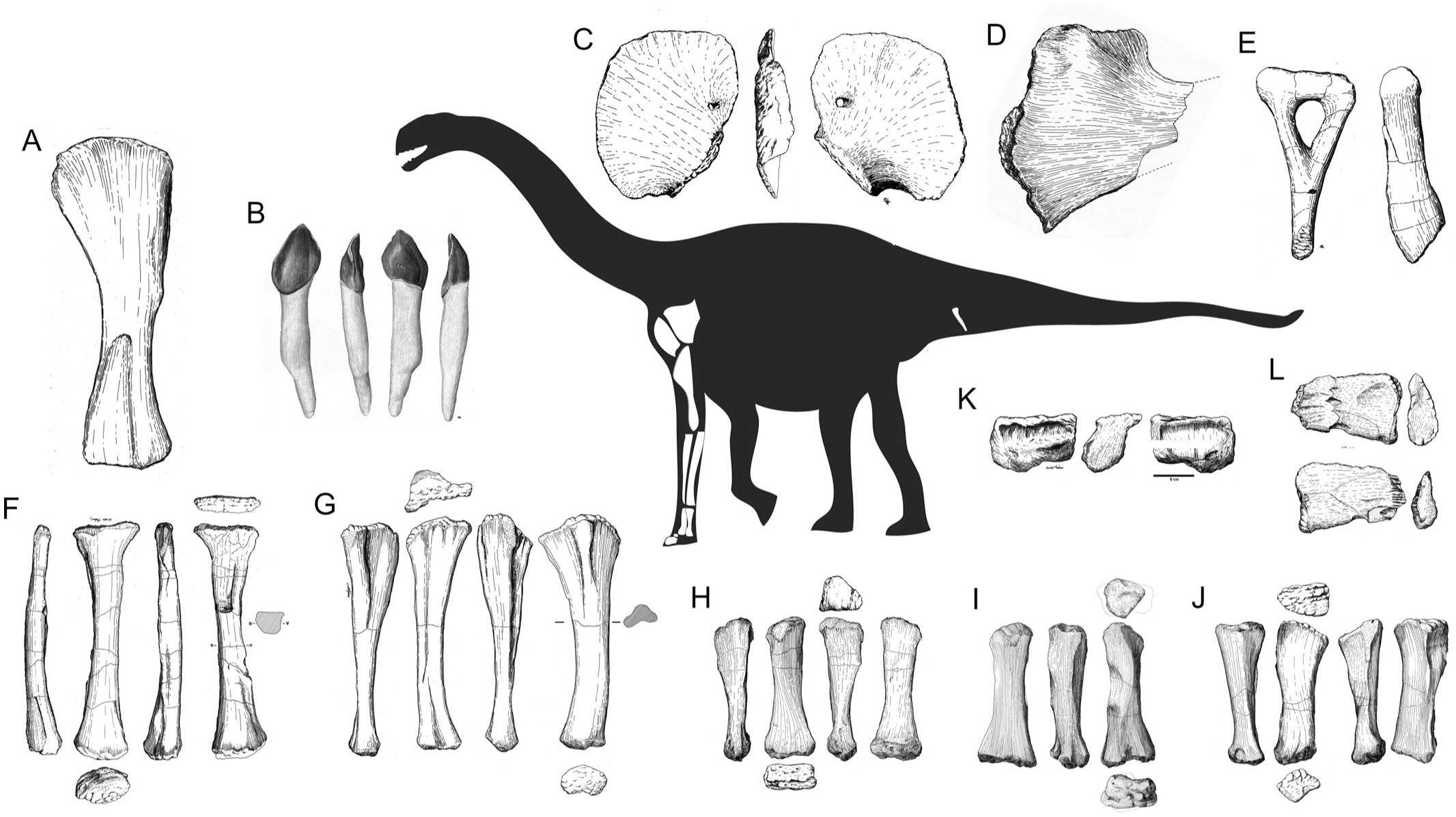 Zby Atlanticus A New Turiasaurian Sauropod Dinosauria - 