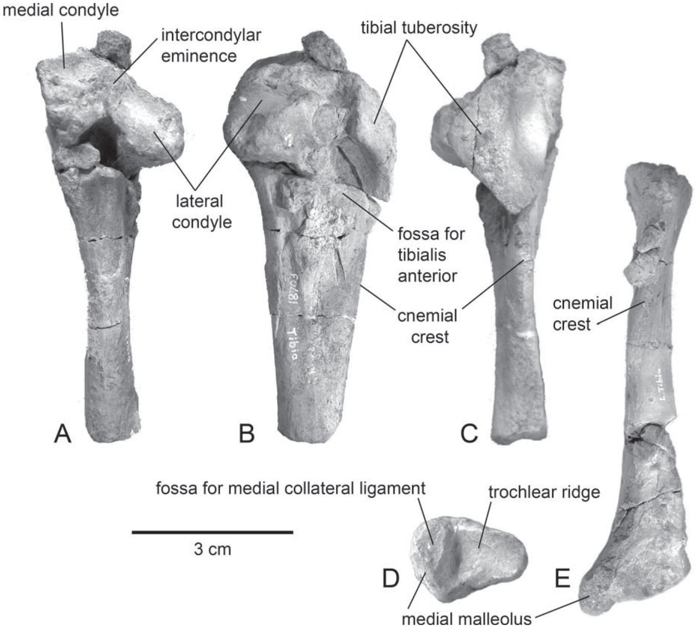 Gnathic and Postcranial Skeleton of the Largest Known Arctocyonid ...