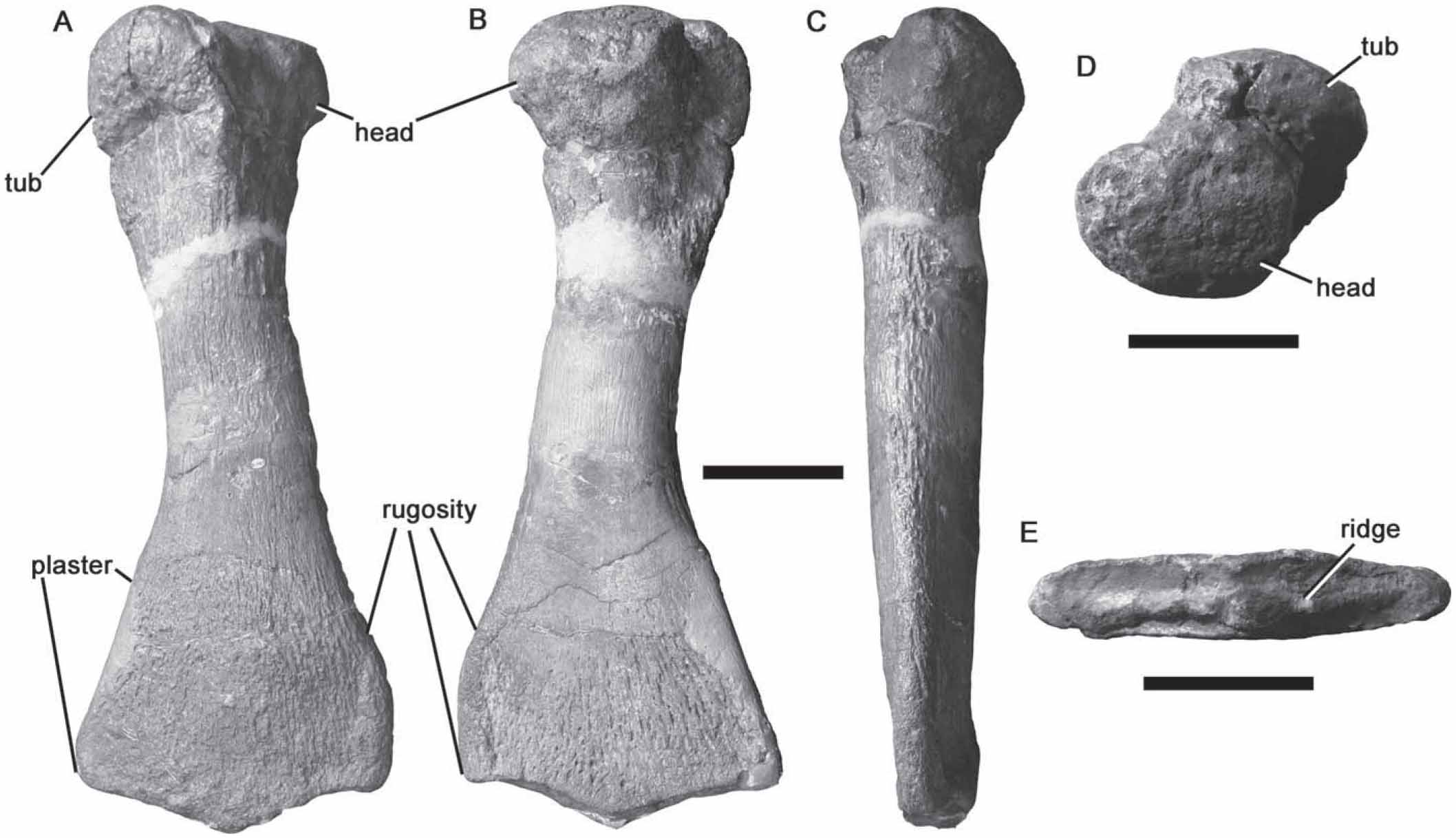 Anatomy of Colymbosaurus megadeirus (Reptilia, Plesiosauria) from the ...