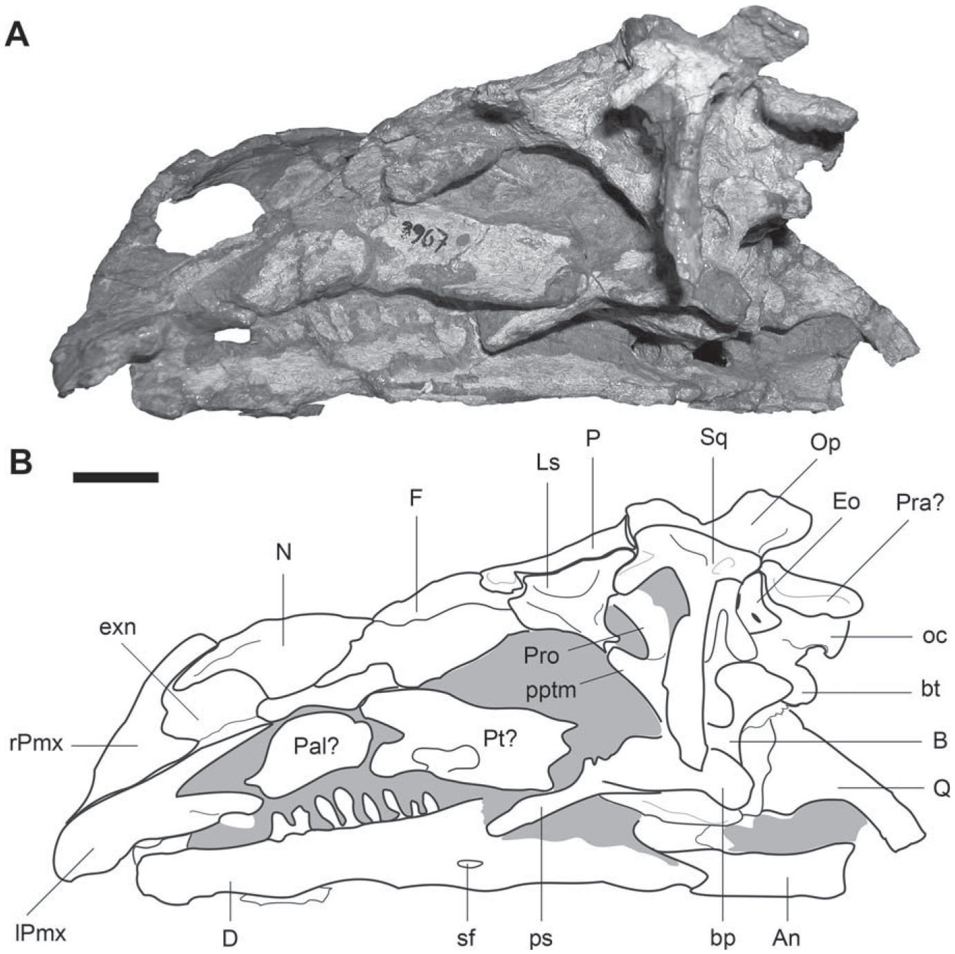 Redescription of the Skull of Coloradisaurus brevis (Dinosauria ...