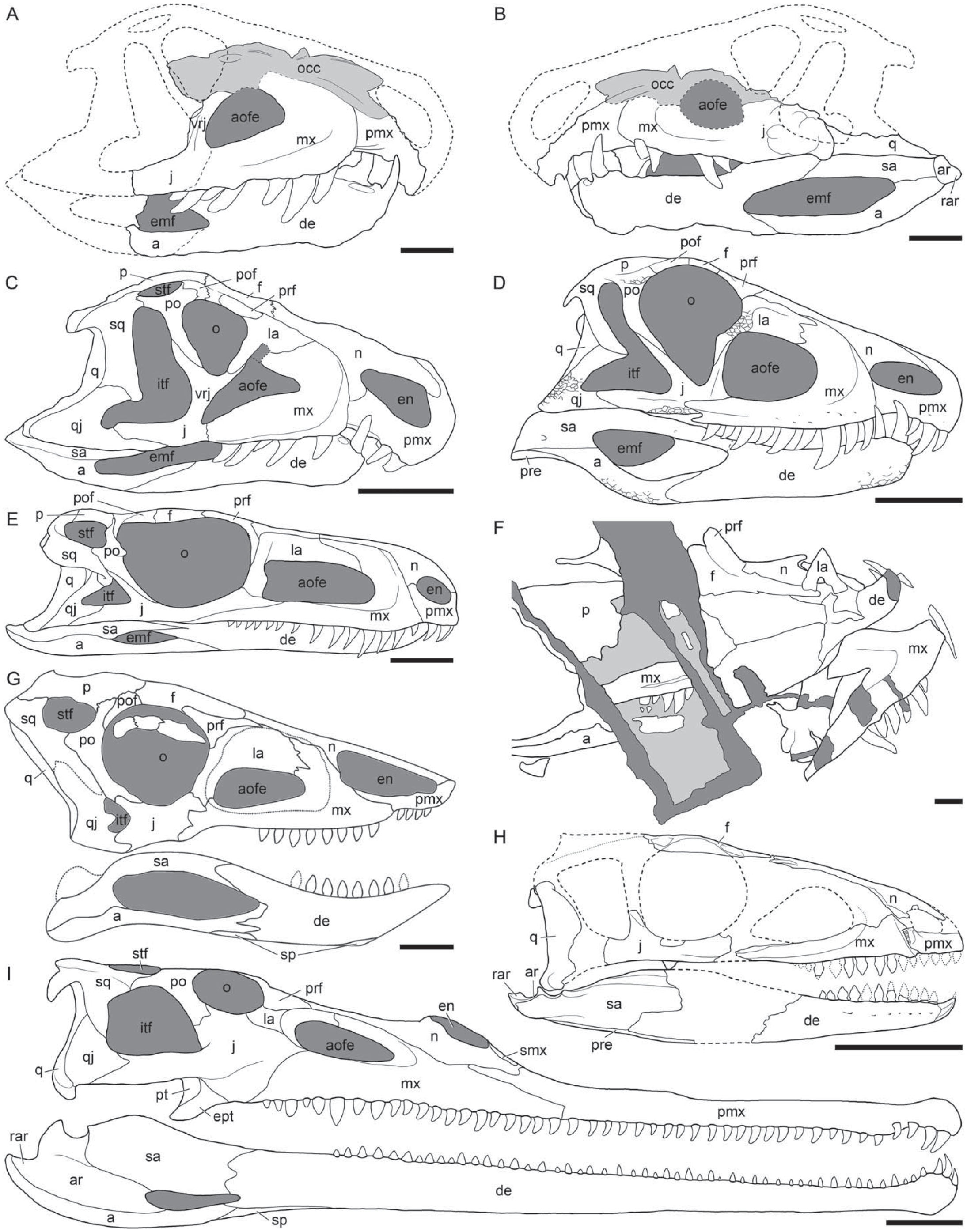 Anatomy and Phylogenetic Position of Venaticosuchus rusconii Bonaparte ...