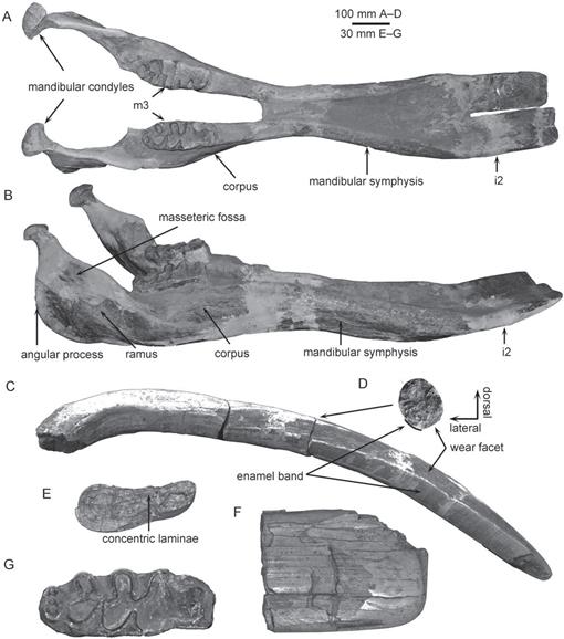 Evolution of Protanancus (Proboscidea, Mammalia) in East Asia