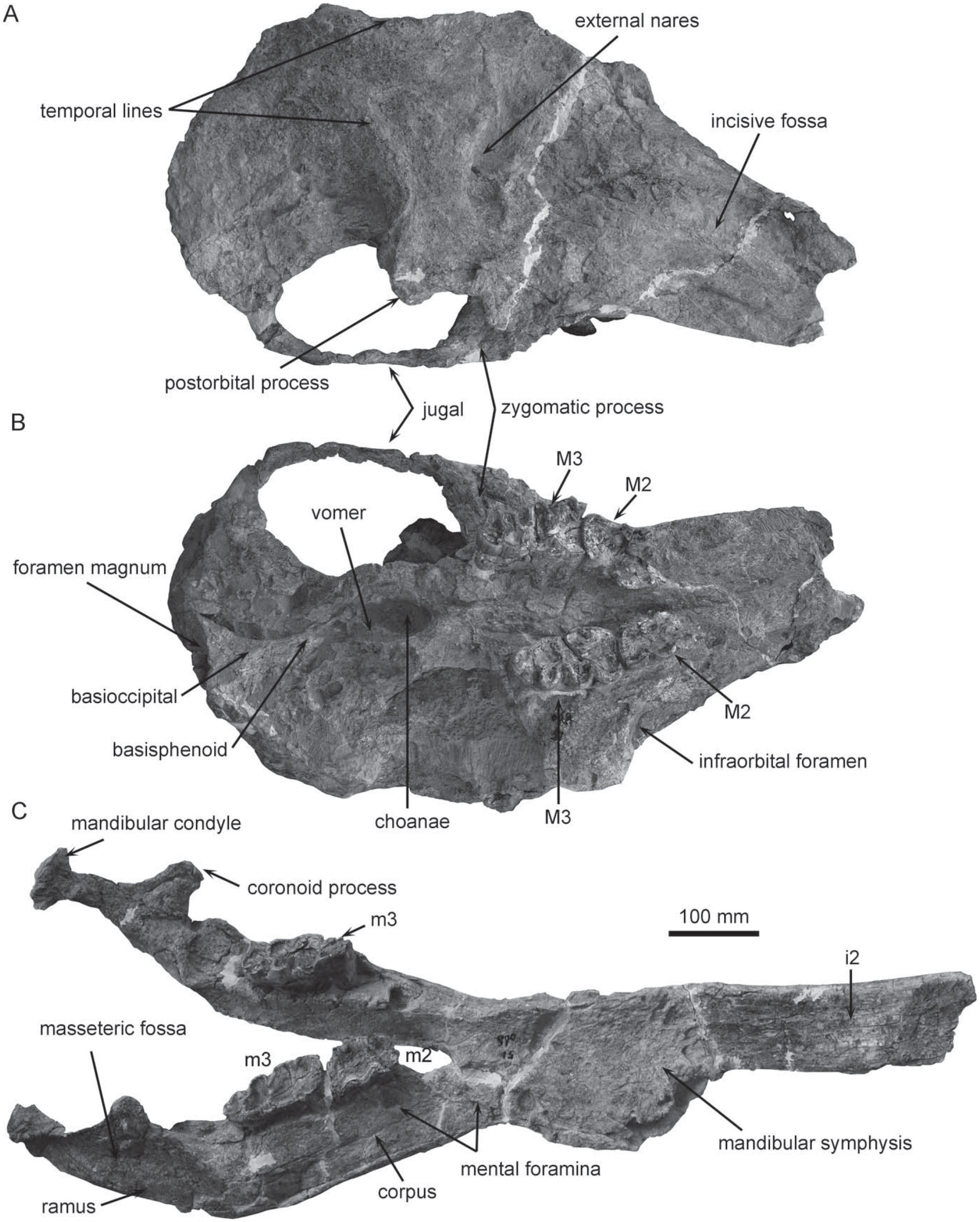 Evolution of Protanancus (Proboscidea, Mammalia) in East Asia