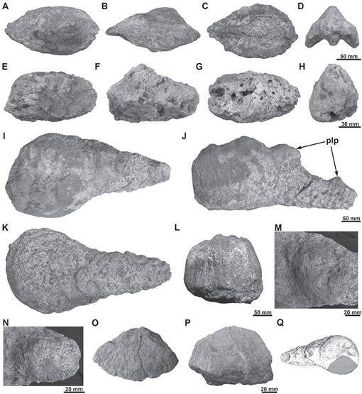 Morphology, Microanatomy, And Histology Of Titanosaur (dinosauria 