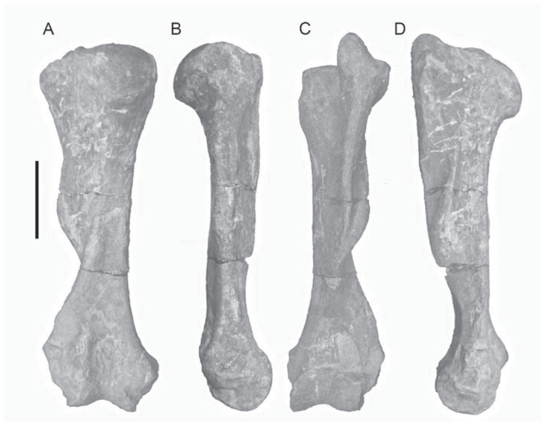 Hilarcotherium castanedaii, gen. et sp. nov., a New Miocene ...