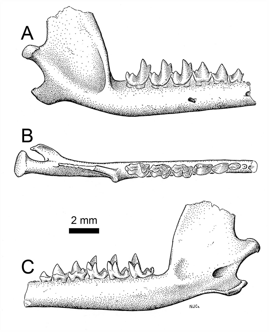 Tribosphenic Mammals from the Lower Cretaceous Cloverly Formation of ...