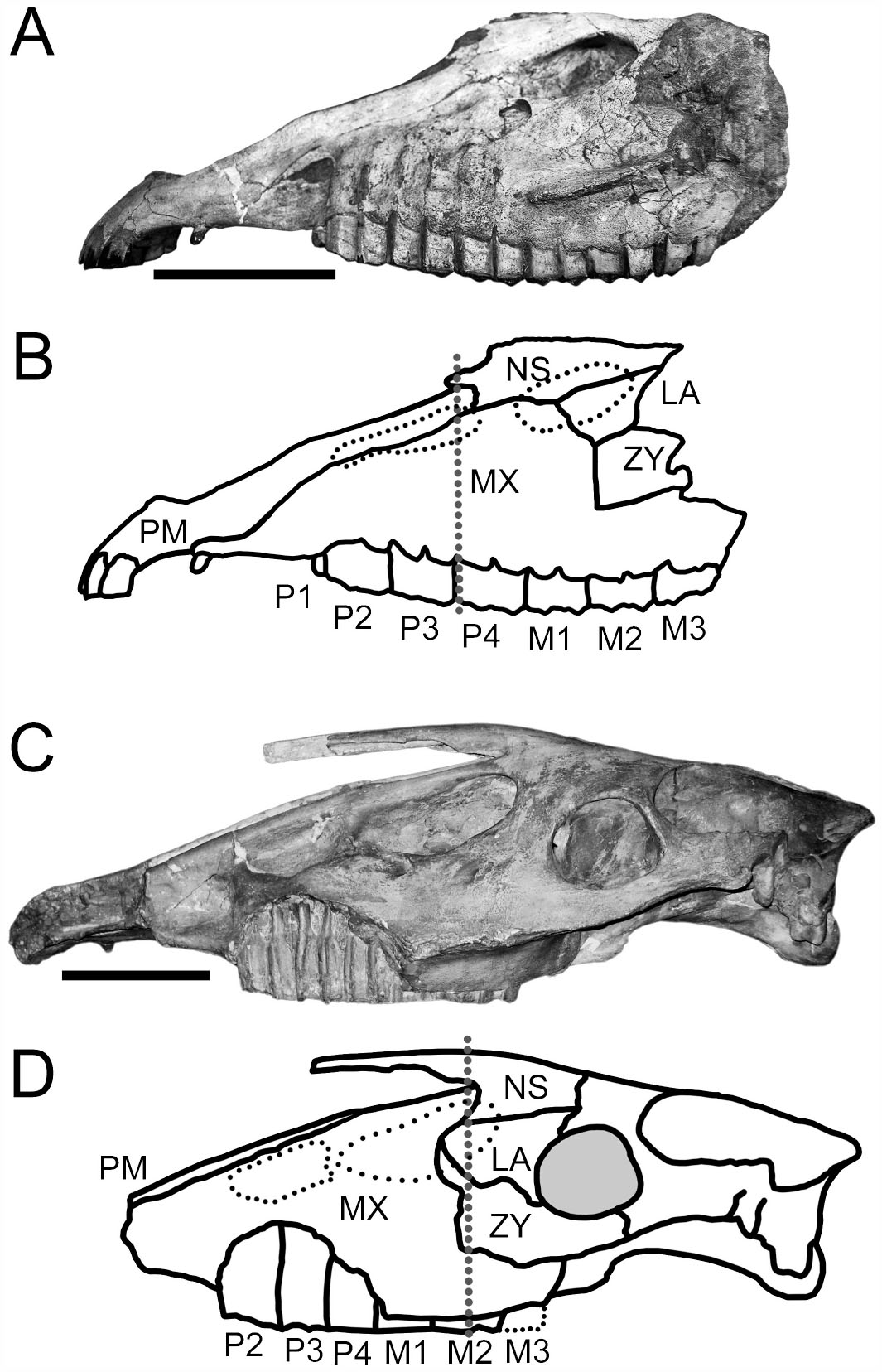 A New Genus For Onohippidium Galushai Macfadden And Skinner, 1979 