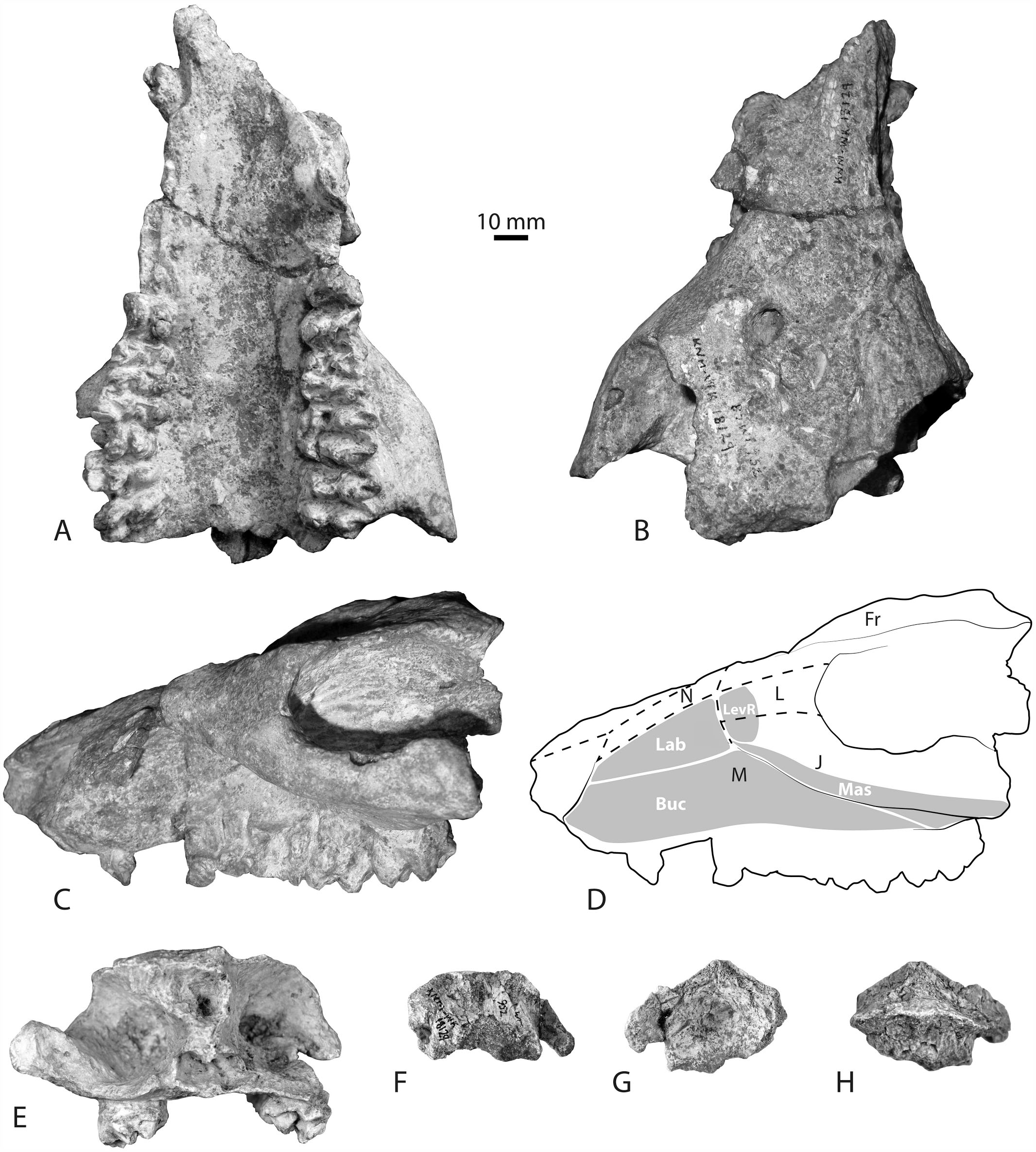 The First Skull of Sivameryx africanus (Anthracotheriidae ...