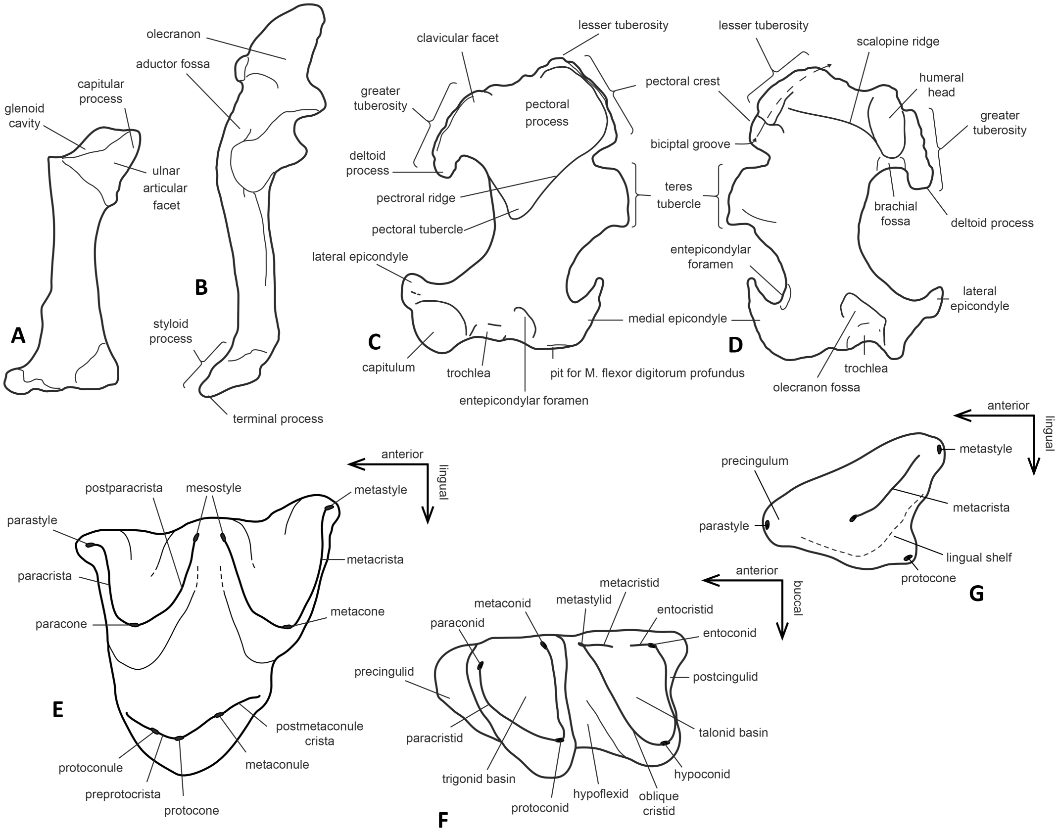 Extraordinarily Preserved Talpids (Mammalia, Lipotyphla) and the ...