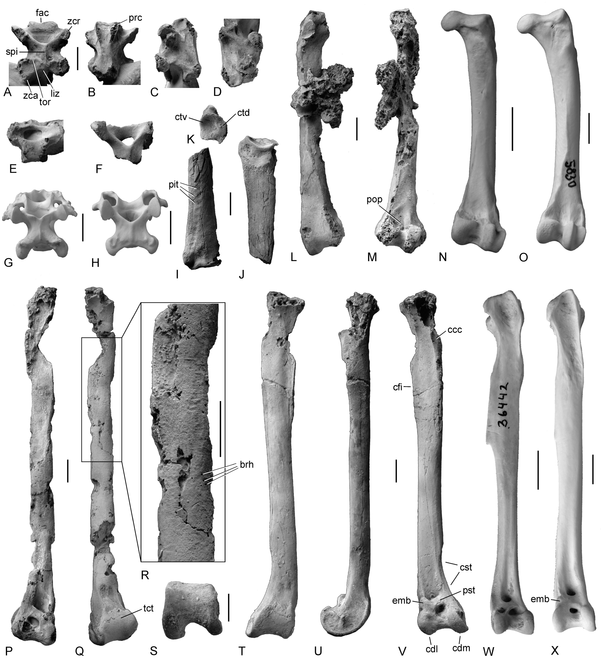 Oligocene Plotopterid Skulls from Western North America and Their ...