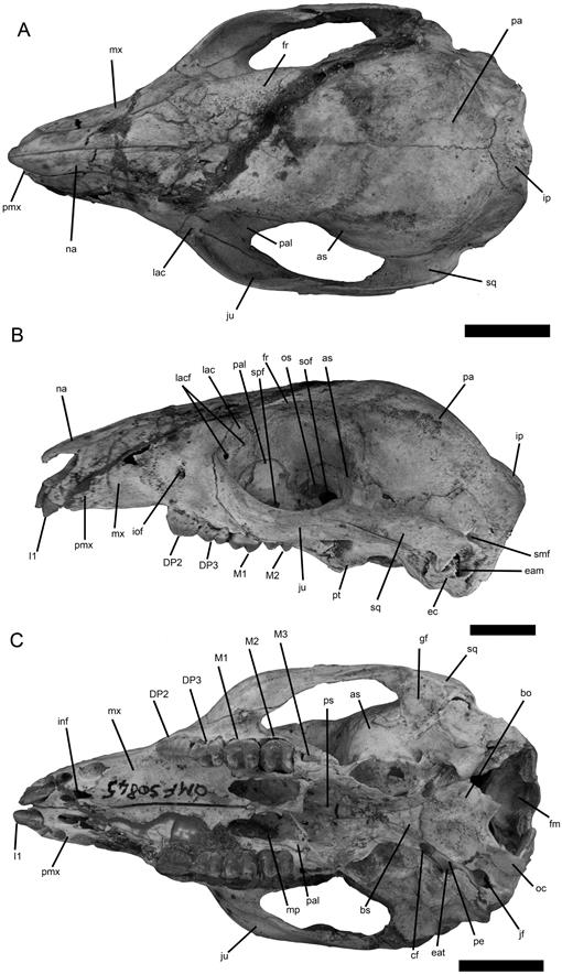 Ganguroo robustiter, sp. nov. (Macropodoidea, Marsupialia), a Middle to ...