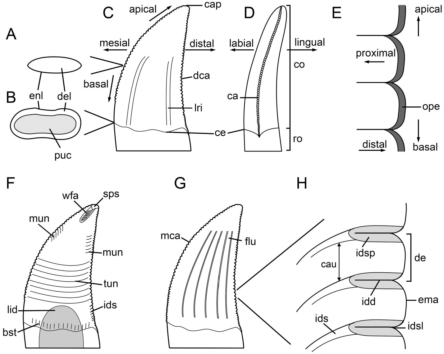 A Proposed Terminology of Theropod Teeth (Dinosauria, Saurischia)