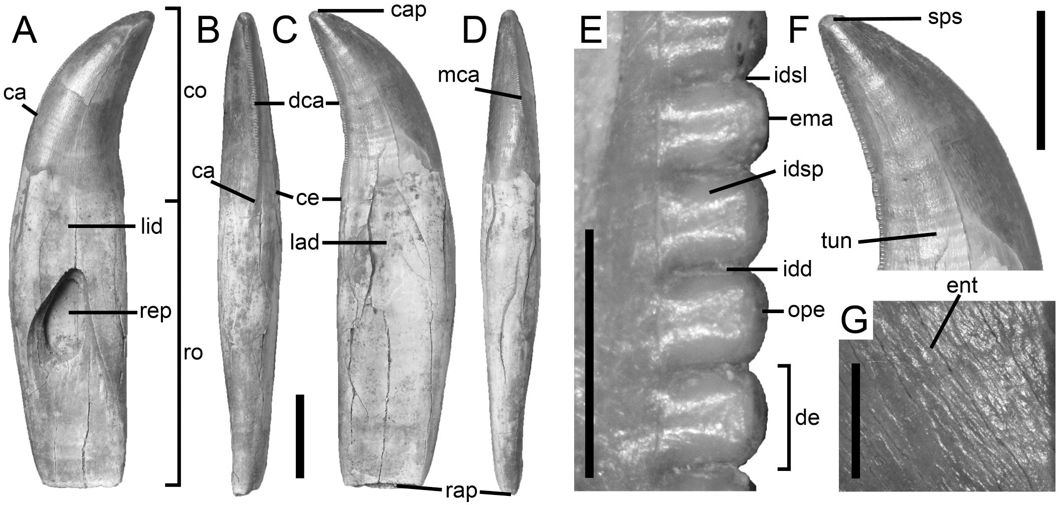 A Proposed Terminology of Theropod Teeth (Dinosauria, Saurischia)