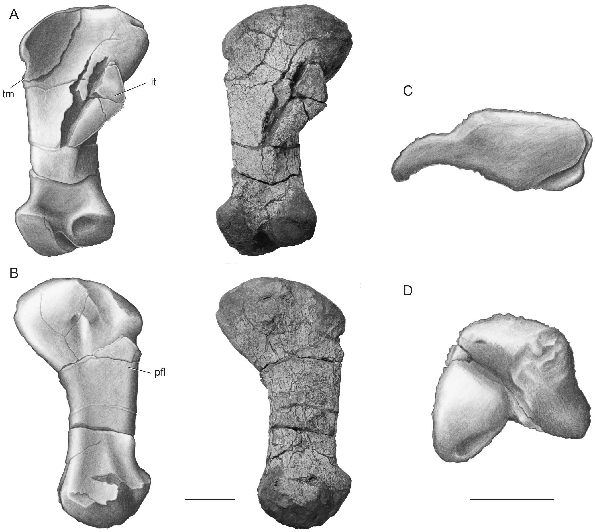 The Vertebrate Fauna of the Upper Permian of Niger—IX. The Appendicular ...