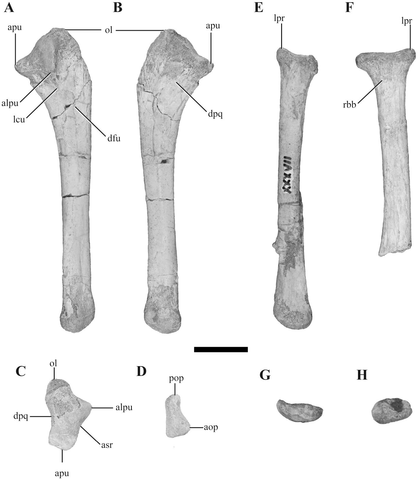 The Postcranial Anatomy of Yacarerani boliviensis and the Phylogenetic ...