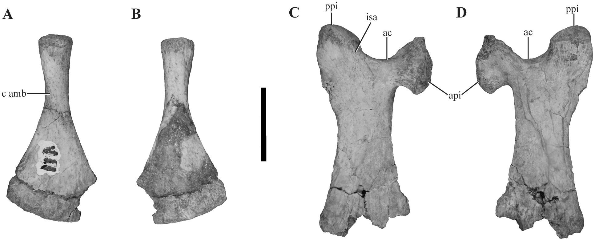 The Postcranial Anatomy of Yacarerani boliviensis and the Phylogenetic ...