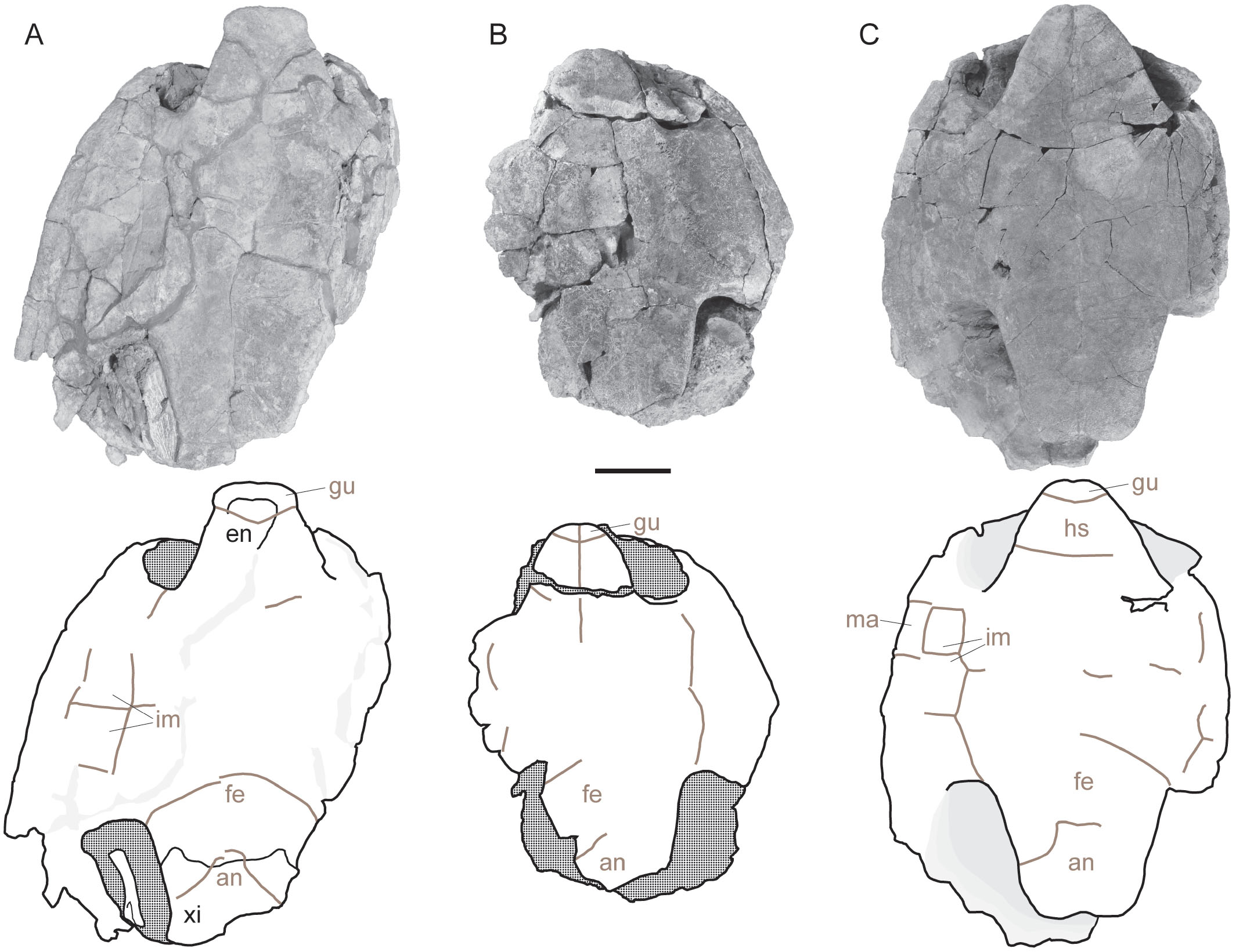 A New Species of Baenid Turtle from the Kaiparowits Formation (Upper ...