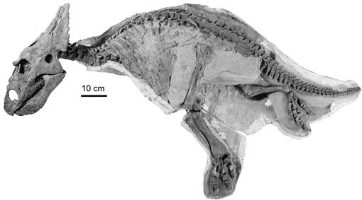 Fossil Dinosaur Edmontosaurus Tibia Piece Lance Creek Fm 