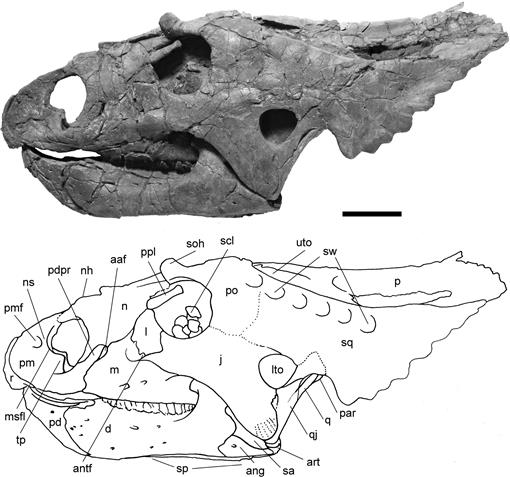 Fossil Dinosaur Edmontosaurus Tibia Piece Lance Creek Fm 