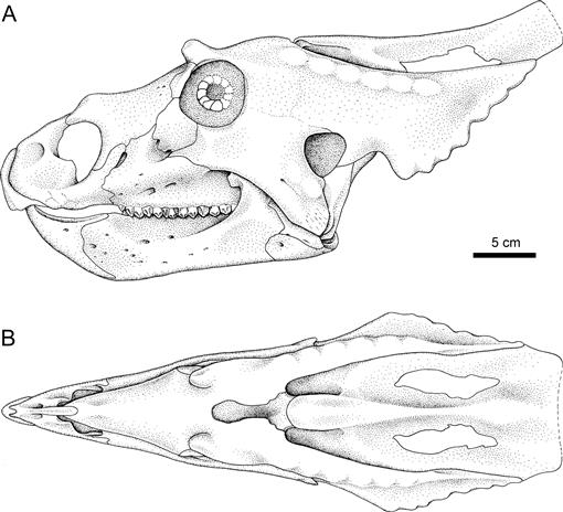 A Juvenile Chasmosaurine Ceratopsid (Dinosauria, Ornithischia) from the ...