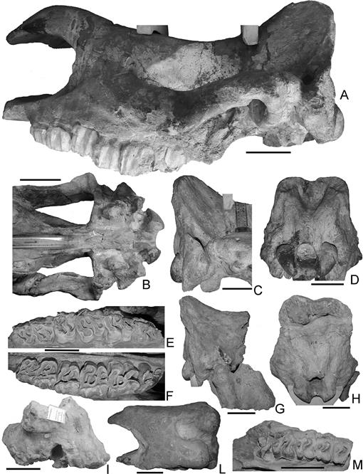 Reassessment of the Largest Pleistocene Rhinocerotine Rhinoceros ...