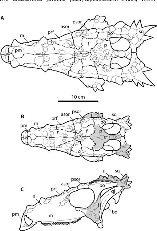 The Early Expression of Squamosal Horns and Parietal Ornamentation ...