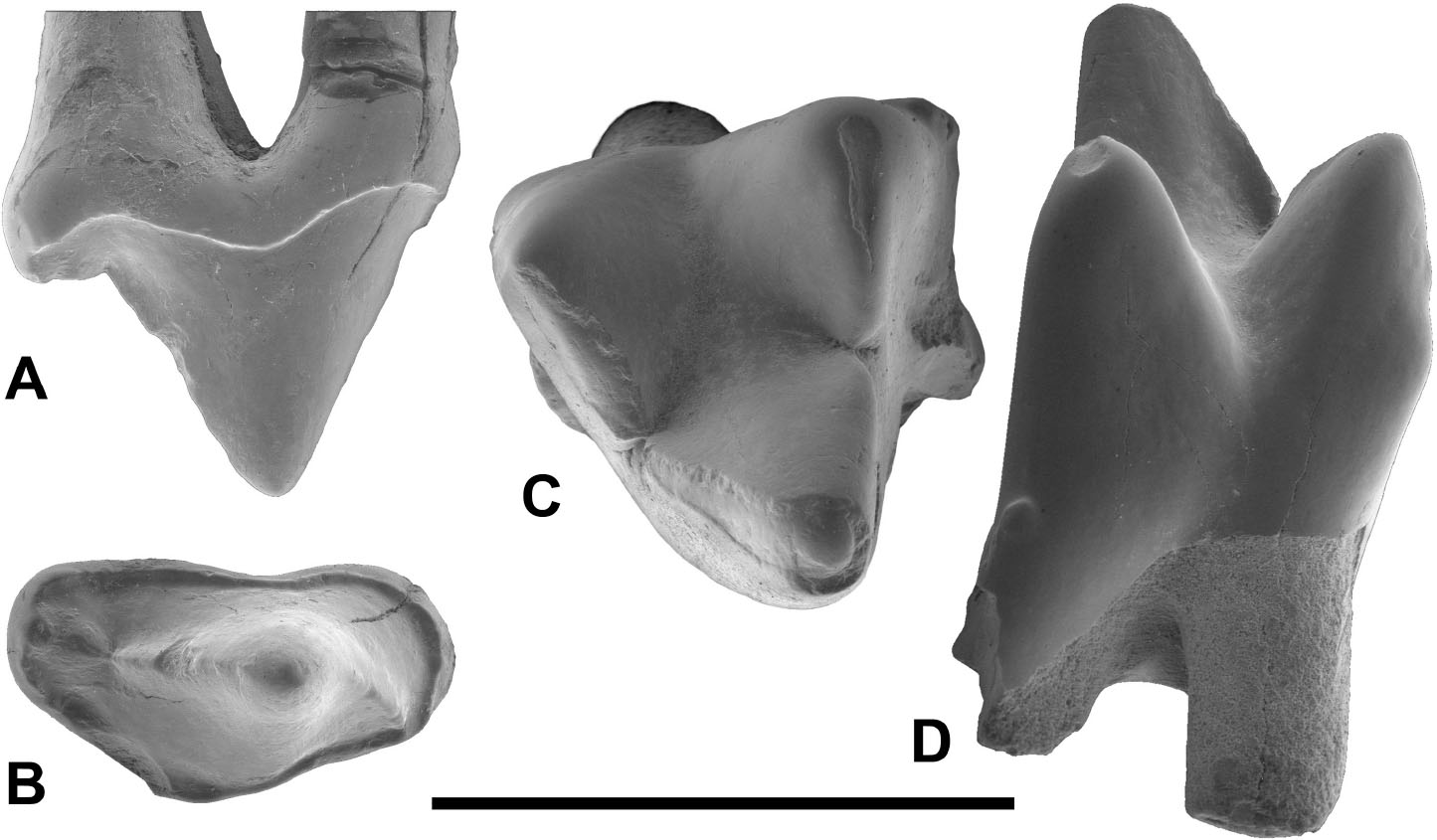 New Carnivoraforms from the Latest Paleocene of Europe and Their ...