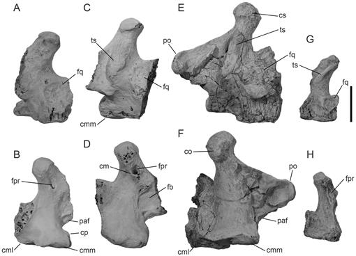 The Extinct Flightless Mihirungs (Aves, Dromornithidae): Cranial ...