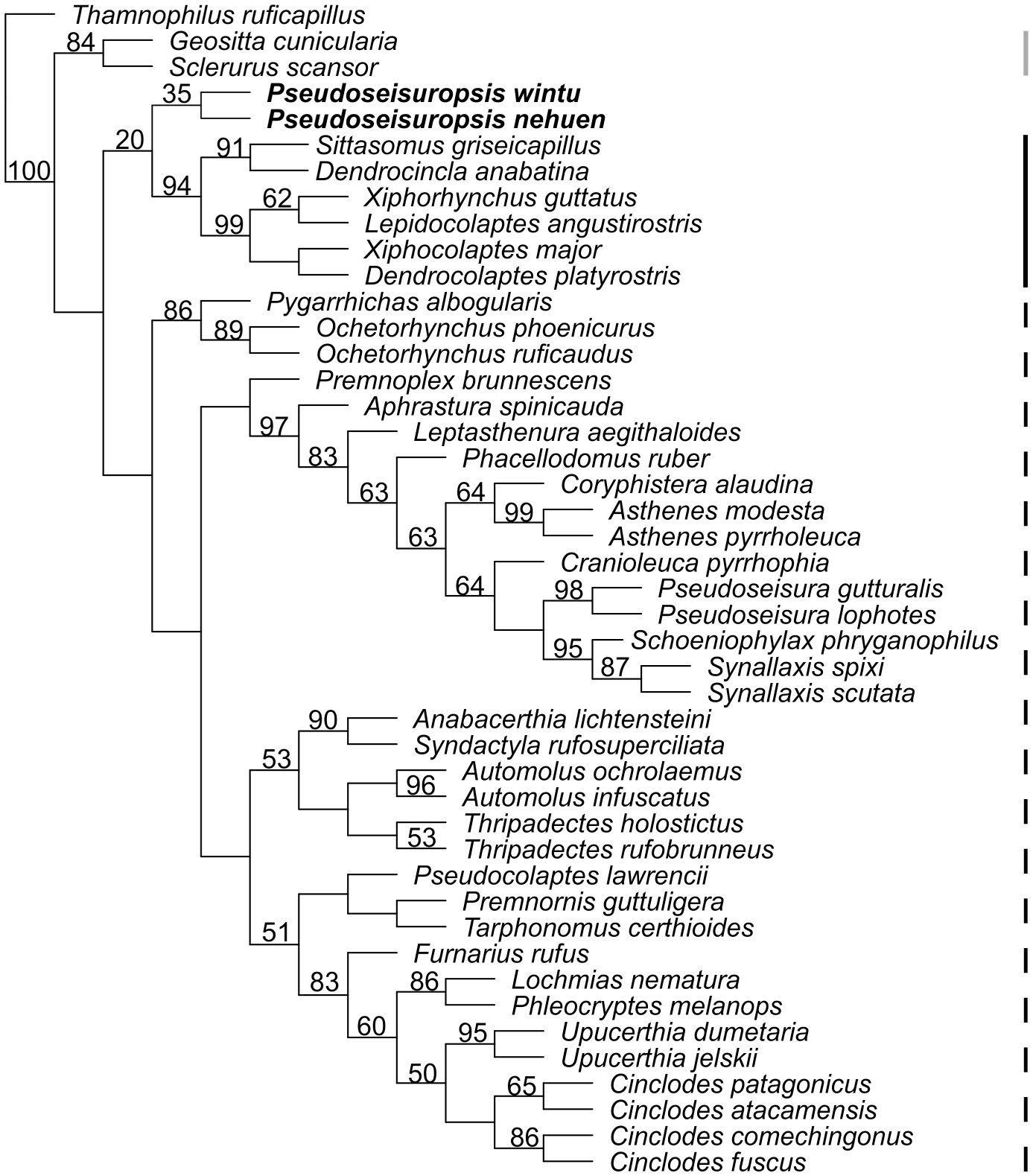 A New Species Of The Pleistocene Furnariid Pseudoseisuropsis Aves Passeriformes