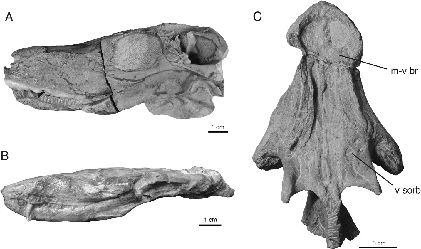 The First Karenitid (Therapsida, Therocephalia) From The Upper Permian ...