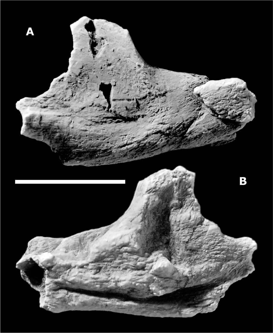 A New Early Cretaceous Tritylodontid (Synapsida, Cynodontia ...