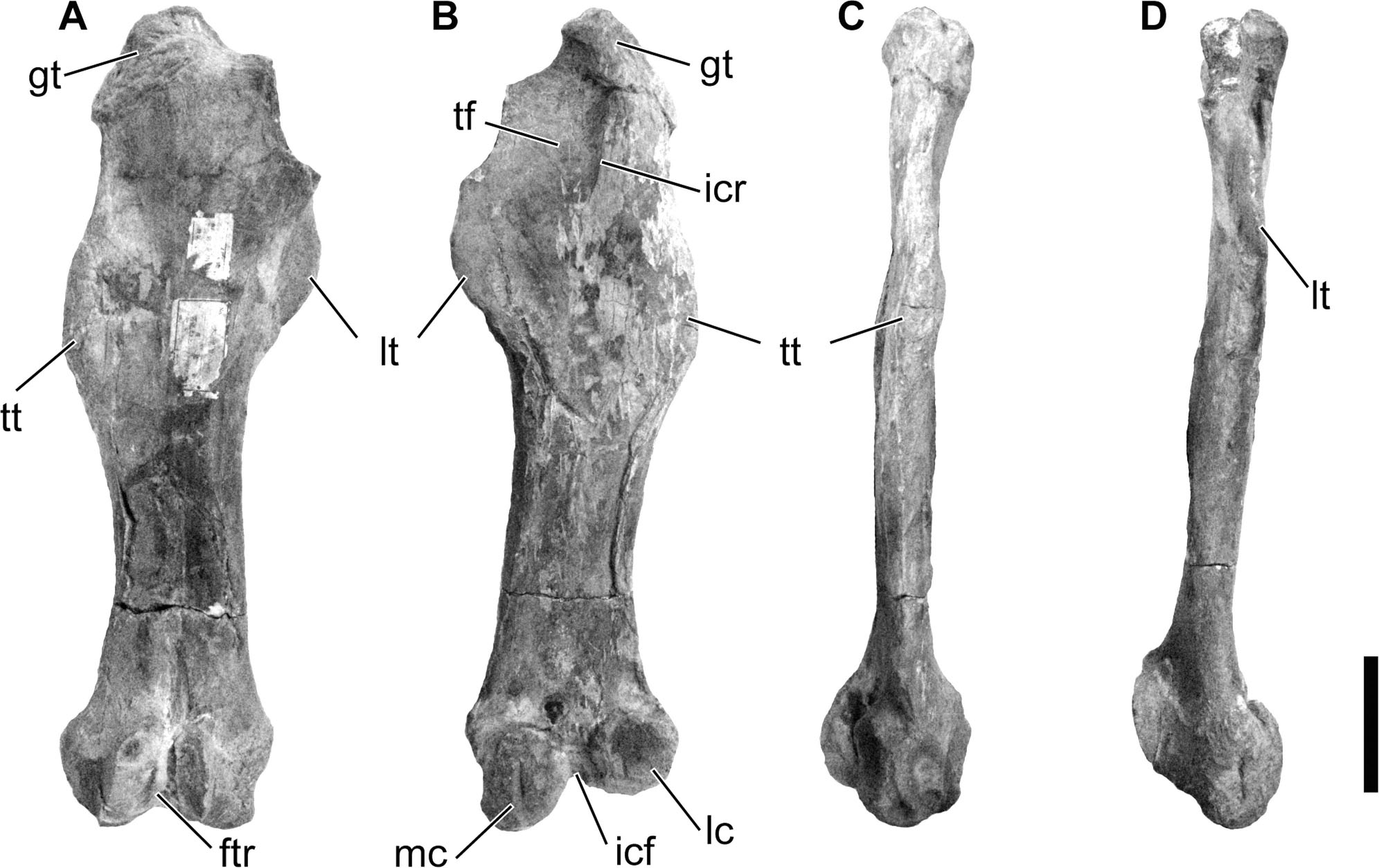 Femur Of Schizotheriinae (perissodactyla, Chalicotheriidae) From The 