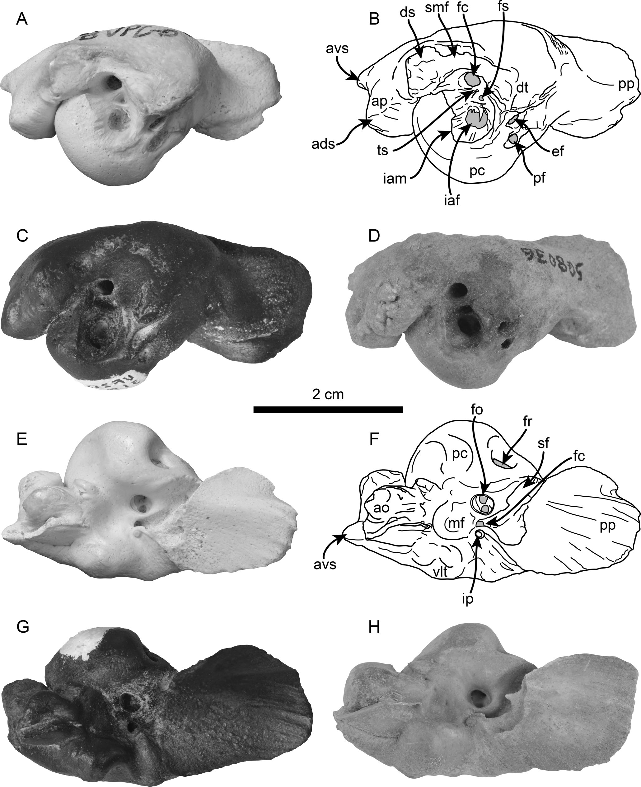 Pygmy Sperm Whales Odontoceti Kogiidae From The Pliocene Of Florida And North Carolina