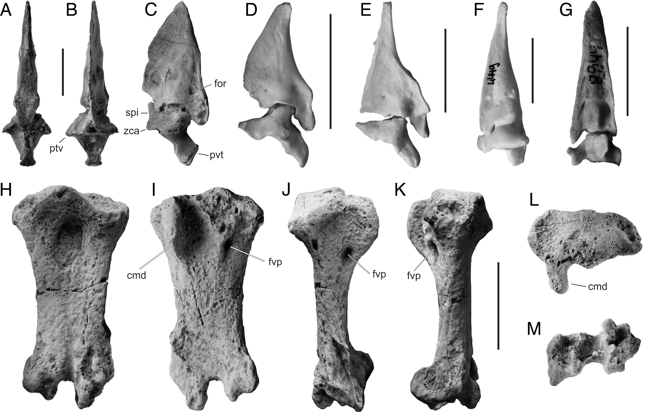 New Late Eocene and Oligocene Remains of the Flightless, Penguin-Like ...