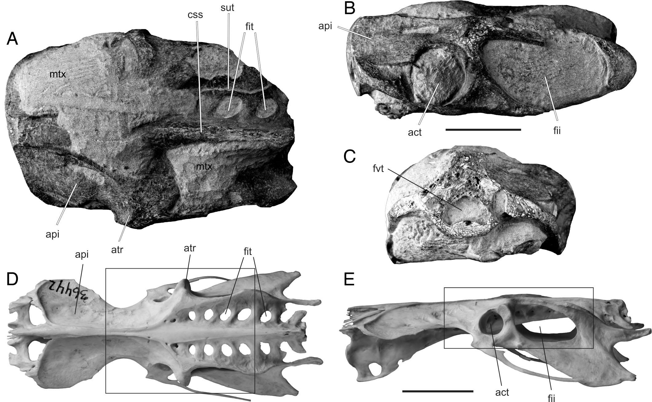 New Late Eocene and Oligocene Remains of the Flightless, Penguin-Like ...