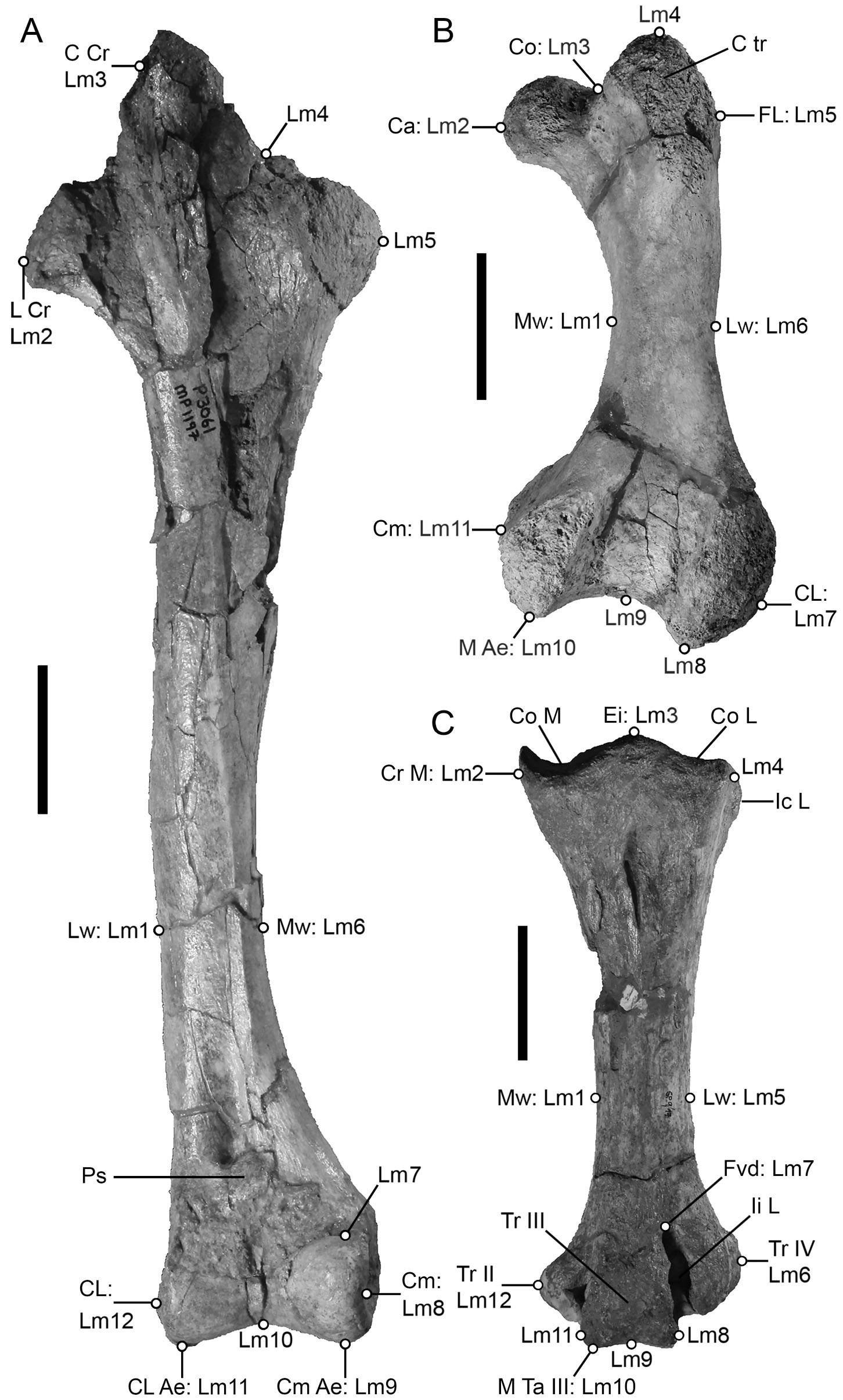 Sexual Dimorphism in the Late Miocene Mihirung Dromornis stirtoni (Aves ...