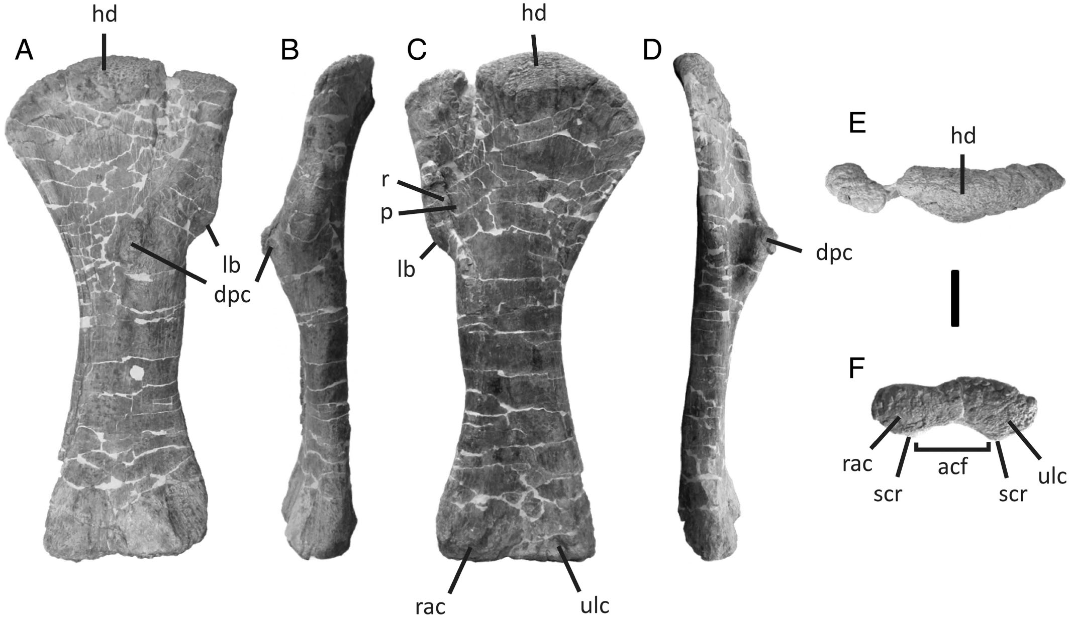 Appendicular Osteology of Dreadnoughtus schrani, a Giant Titanosaurian ...