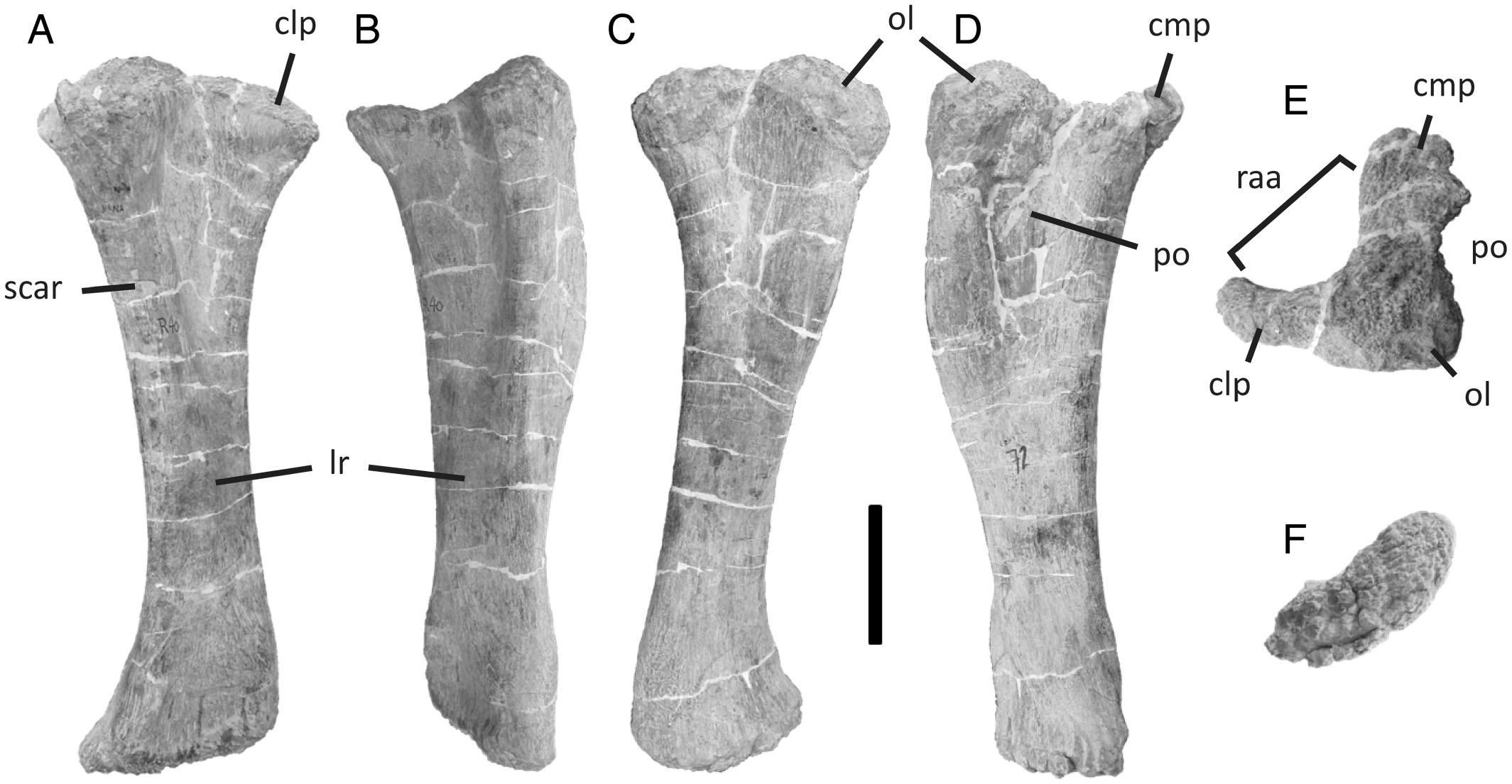 Appendicular Osteology of Dreadnoughtus schrani, a Giant Titanosaurian ...