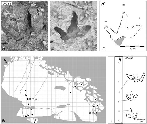 Full article: The Dinosaurian Ichnofauna of the Lower Cretaceous  (Valanginian–Barremian) Broome Sandstone of the Walmadany Area (James Price  Point), Dampier Peninsula, Western Australia