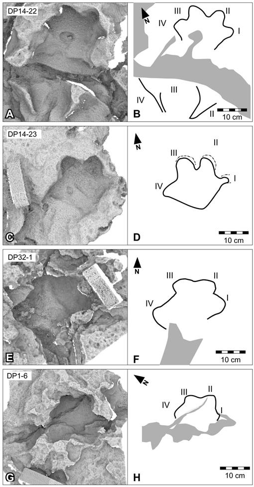 Full article: The Dinosaurian Ichnofauna of the Lower Cretaceous  (Valanginian–Barremian) Broome Sandstone of the Walmadany Area (James Price  Point), Dampier Peninsula, Western Australia