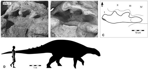 Full article: The Dinosaurian Ichnofauna of the Lower Cretaceous  (Valanginian–Barremian) Broome Sandstone of the Walmadany Area (James Price  Point), Dampier Peninsula, Western Australia