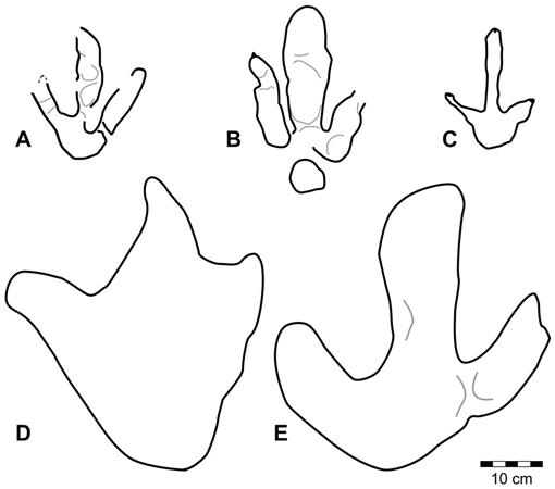 rn 42 eagle footprint clipart