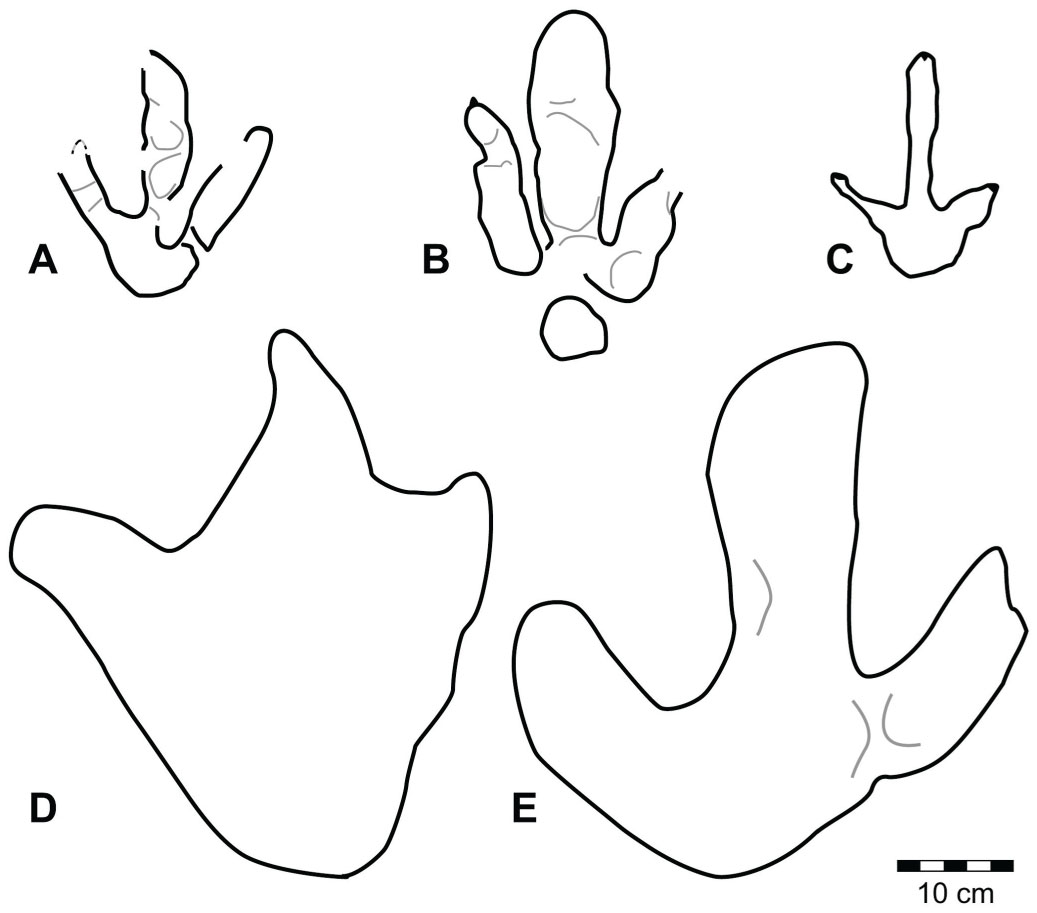 The Dinosaurian Ichnofauna of the Lower Cretaceous (Valanginian ...