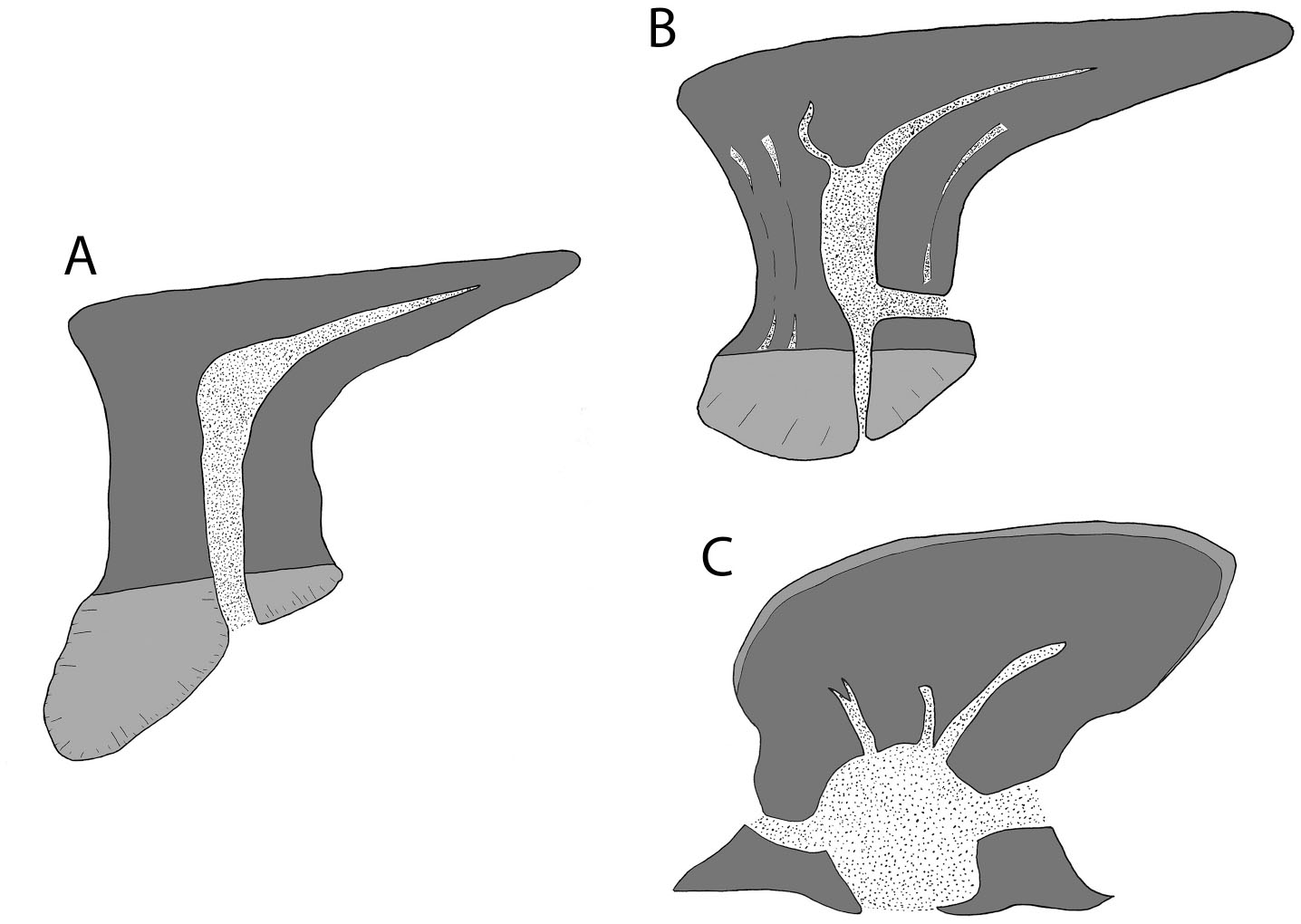 Elegestolepis and Its Kin, the Earliest Monodontode Chondrichthyans