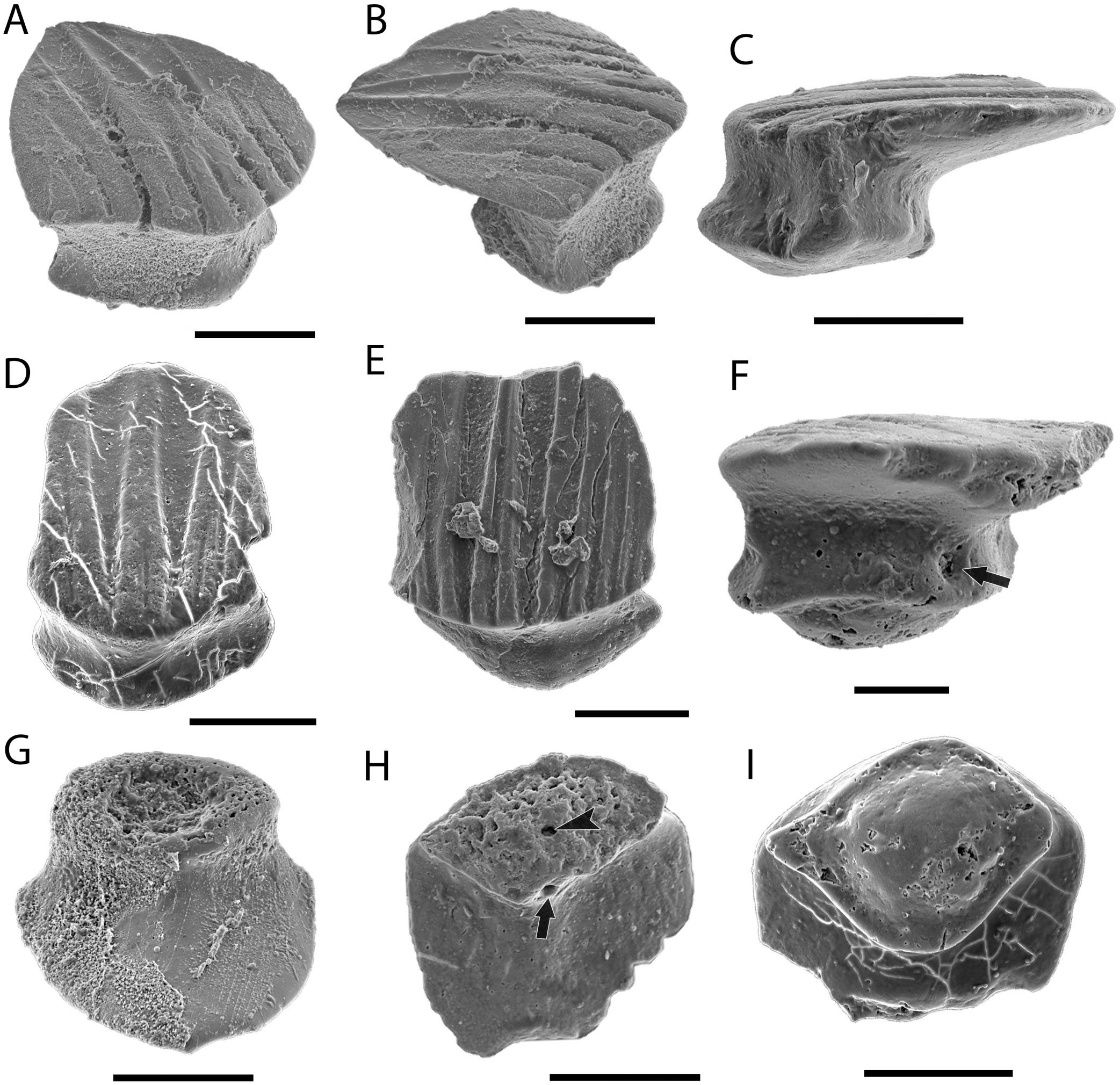 Elegestolepis and Its Kin, the Earliest Monodontode Chondrichthyans