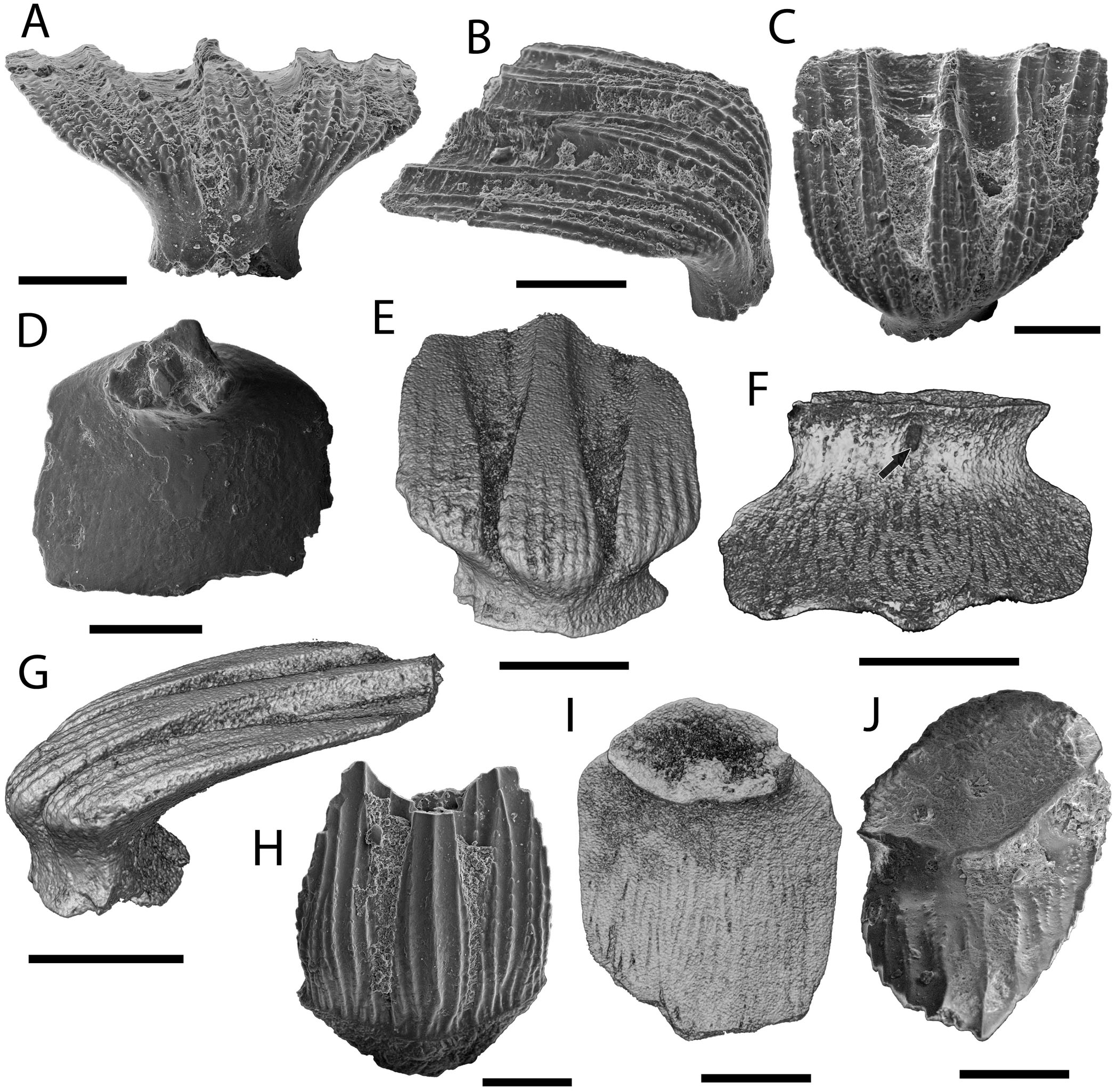 Elegestolepis and Its Kin, the Earliest Monodontode Chondrichthyans