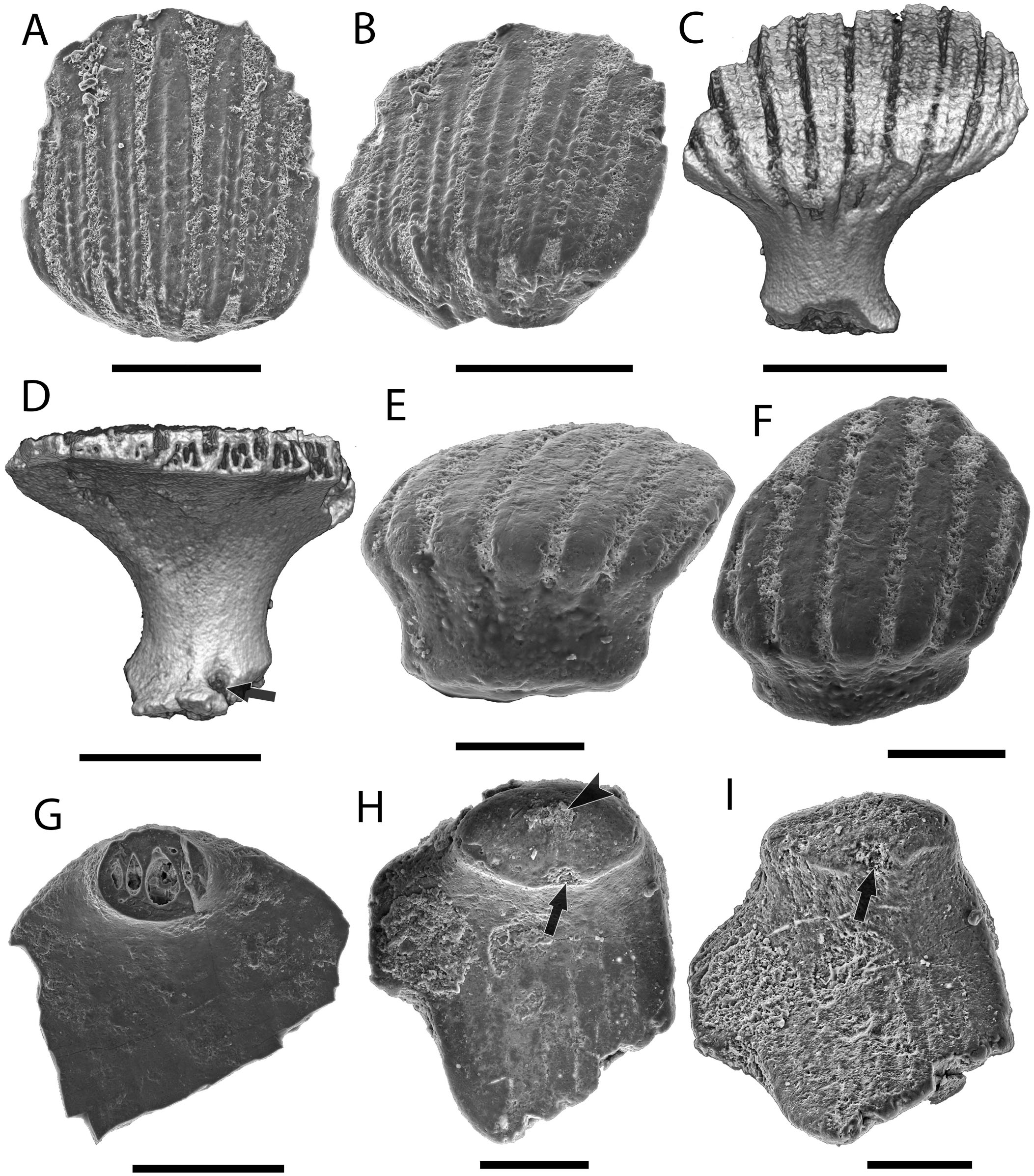 Elegestolepis and Its Kin, the Earliest Monodontode Chondrichthyans