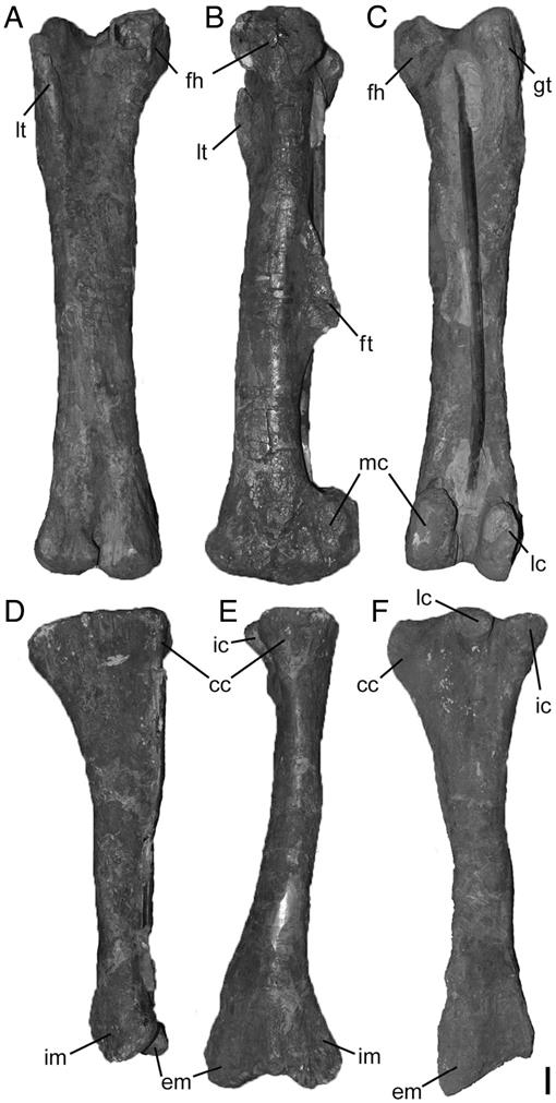 Bonapartesaurus rionegrensis, a New Hadrosaurine Dinosaur from South ...