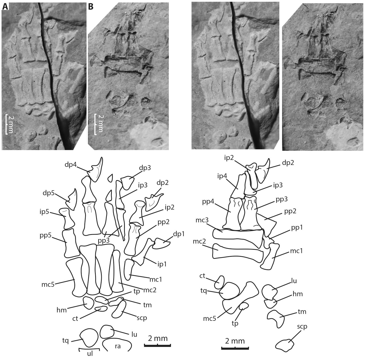 The Postcranial Skeleton Of Yanoconodon Allini From The Early Cretaceous Of Hebei China And Its Implications For Locomotor Adaptation In Eutriconodontan Mammals