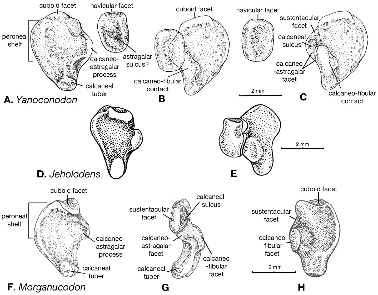 The Postcranial Skeleton of Yanoconodon allini from the Early ...